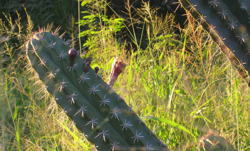 Cactus 